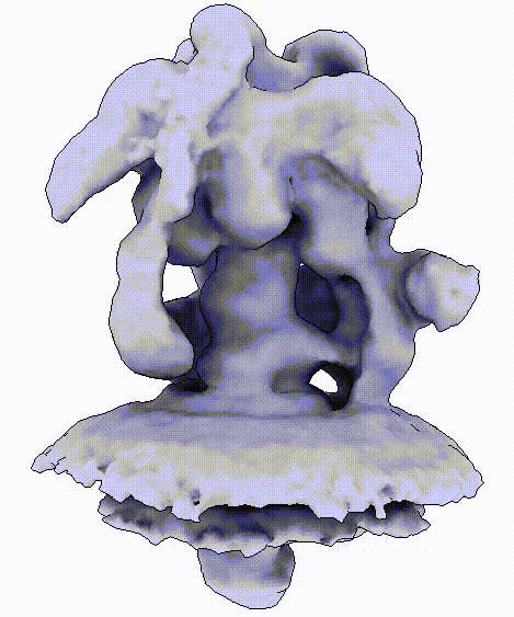 Reconstruction of (synthetic) V-ATPase found in a synaptic vesicle using the algorithm I developed.